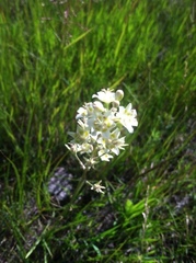 Melanthiaceae