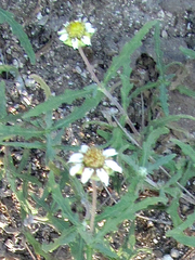 Melampodium cinereum