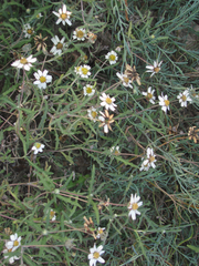 Melampodium cinereum