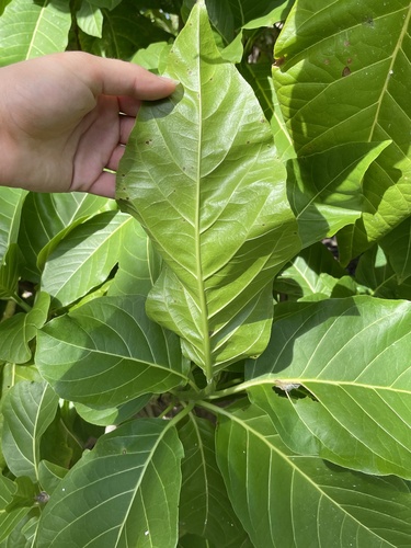 Pisonia grandis