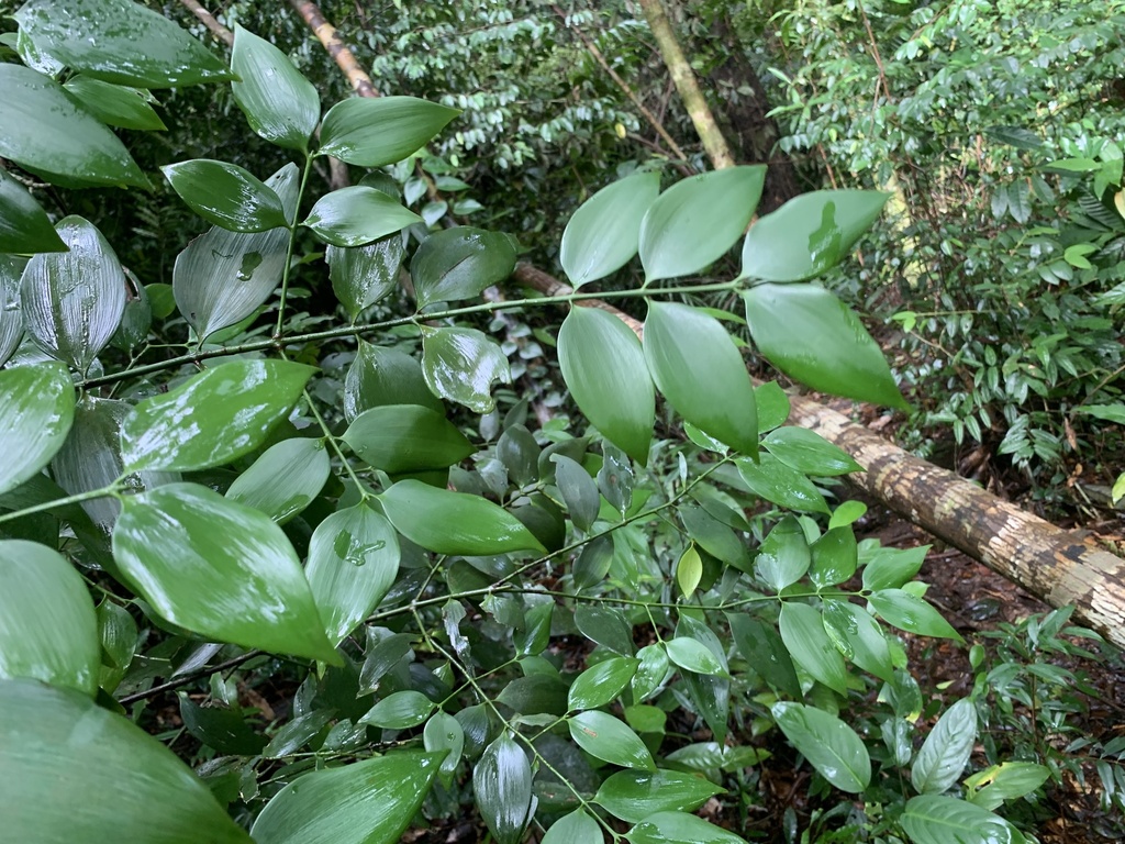 Co cha hìa – Nageia wallichiana
