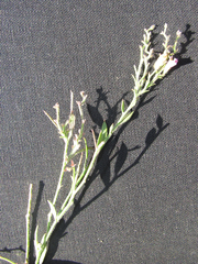 Rhinotropis lindheimeri