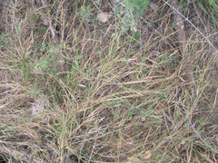 Setaria texana