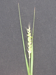 Setaria texana