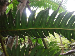 Cyathea horrida