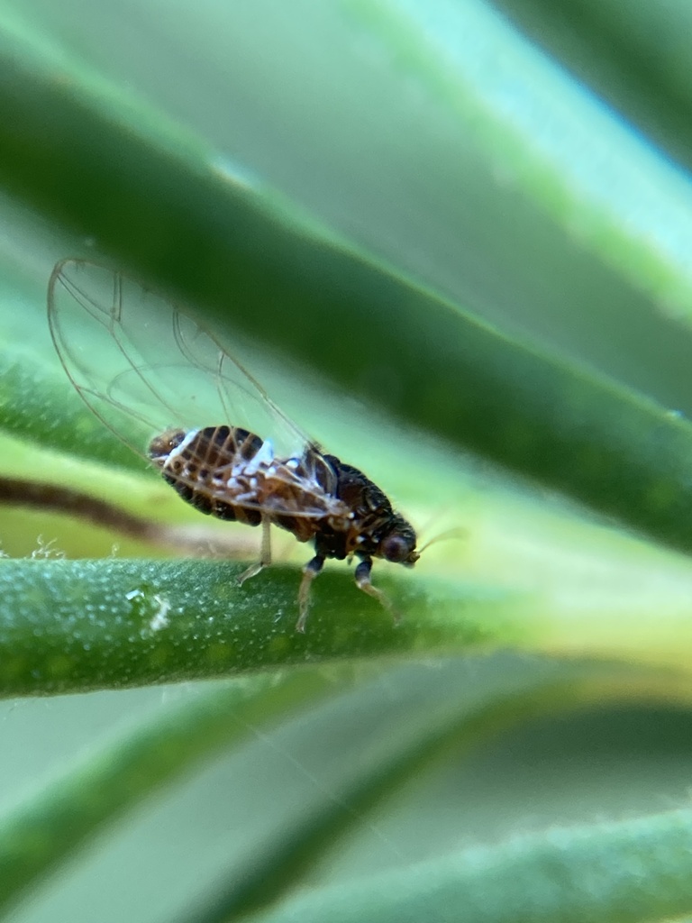 Trioza eugeniae