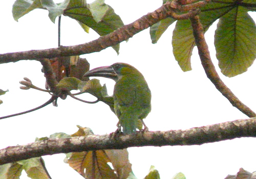Aulacorhynchus sulcatus