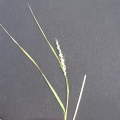 Setaria texana