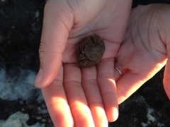 Hapalogaster cavicauda