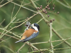 Sittiparus castaneoventris