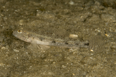 Favonigobius exquisitus