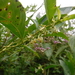 Solanum nudum - Photo 由 Martin Reith 所上傳的 (c) Martin Reith，保留部份權利CC BY-NC