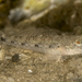 Exquisite Sandgoby - Photo (c) dentrock, some rights reserved (CC BY-NC), uploaded by dentrock