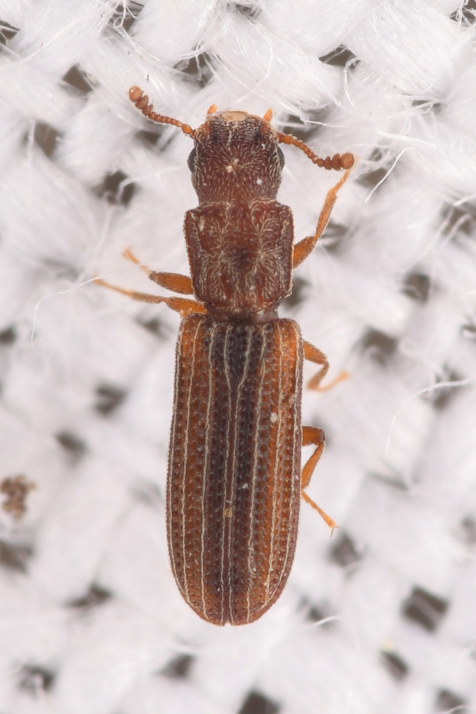 Intricate Ironclad Beetle