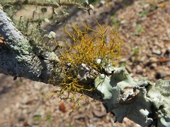 Teloschistes exilis