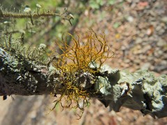 Teloschistes exilis