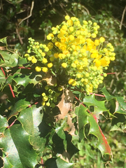 Berberis pinnata