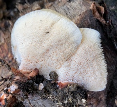 Abortiporus biennis