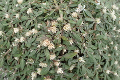 Alternanthera paronychioides