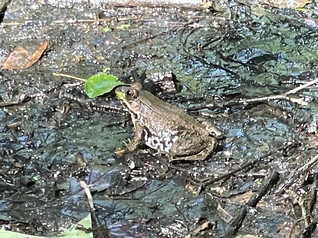 Green Frog from Zion Rd, Brookeville, MD, US on June 25, 2023 at 0436