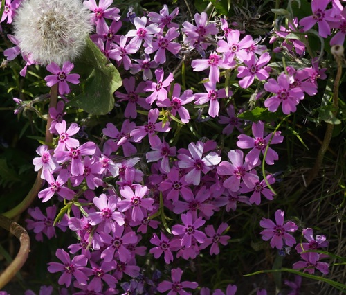 flox šidlolistý (Phlox subulata)