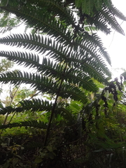 Cyathea horrida