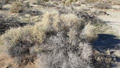 Atriplex canescens laciniata