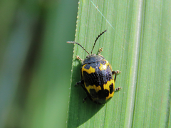 Gallerucida bifasciata