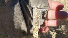 Atriplex canescens laciniata