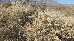 Atriplex canescens laciniata