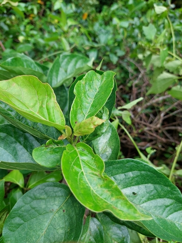 Ehretia resinosa (Ehretia resinosa)