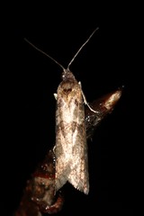 Tortricodes alternella