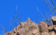 Ammospermophilus interpres