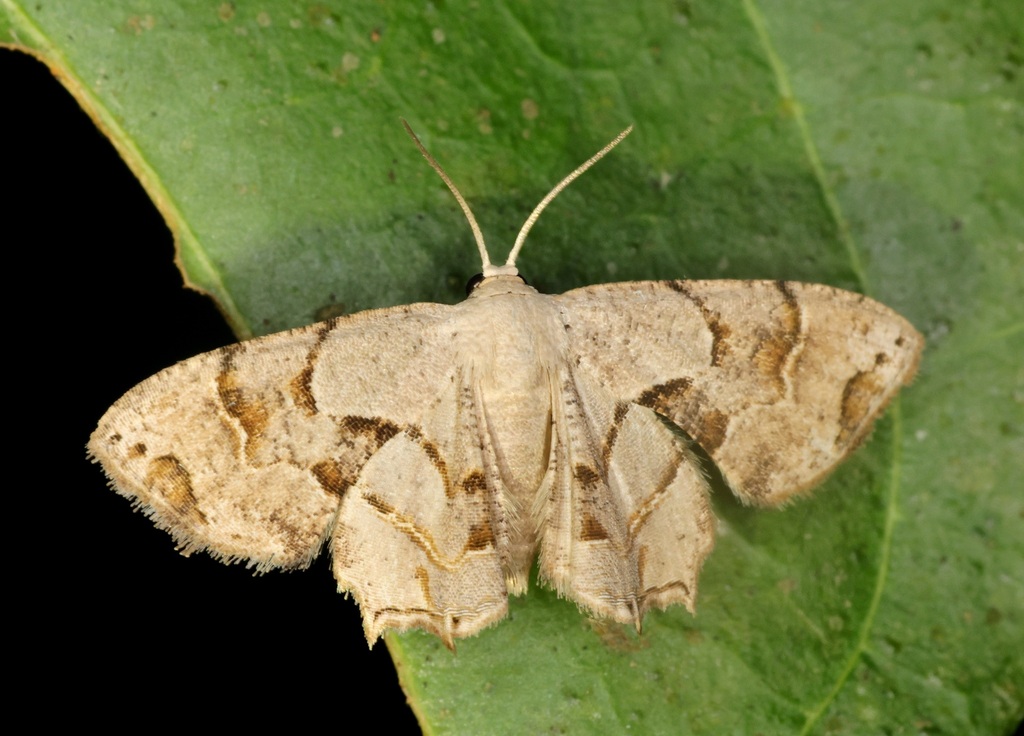 Oroplema oyamana