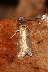 Tortricodes alternella