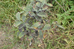 Phyllanthus reticulatus reticulatus