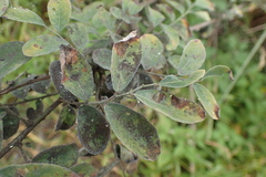 Phyllanthus reticulatus reticulatus