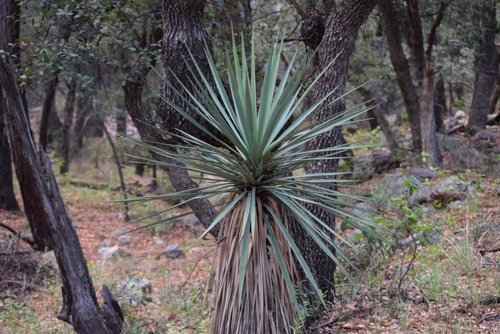 Image of Yucca madrensis by (c) William Harmon, some rights reserved (CC BY)