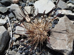 Agrostis muelleriana