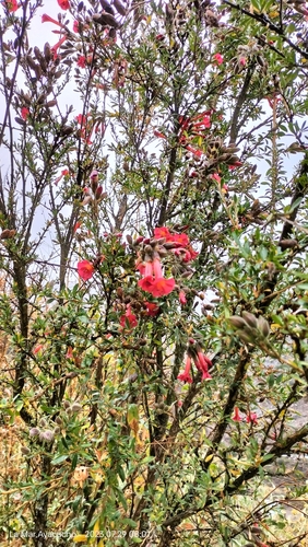 Image of Cantua buxifolia by (c) Floro Ortiz Contreras, some rights reserved (CC BY)