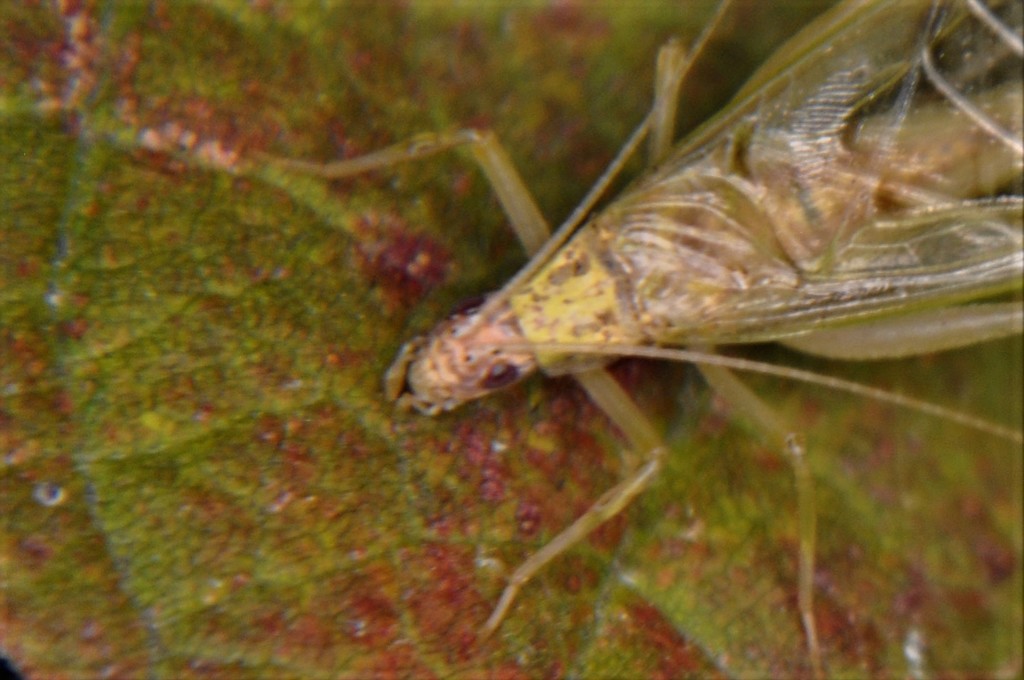 Otomi tree cricket