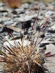 Agrostis muelleriana