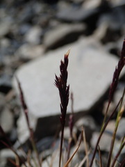 Agrostis muelleriana