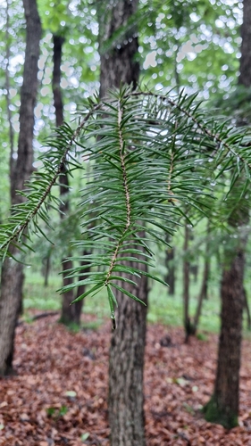 Image of Abies holophylla by (c) Violetta Dzizyurova, some rights reserved (CC BY)