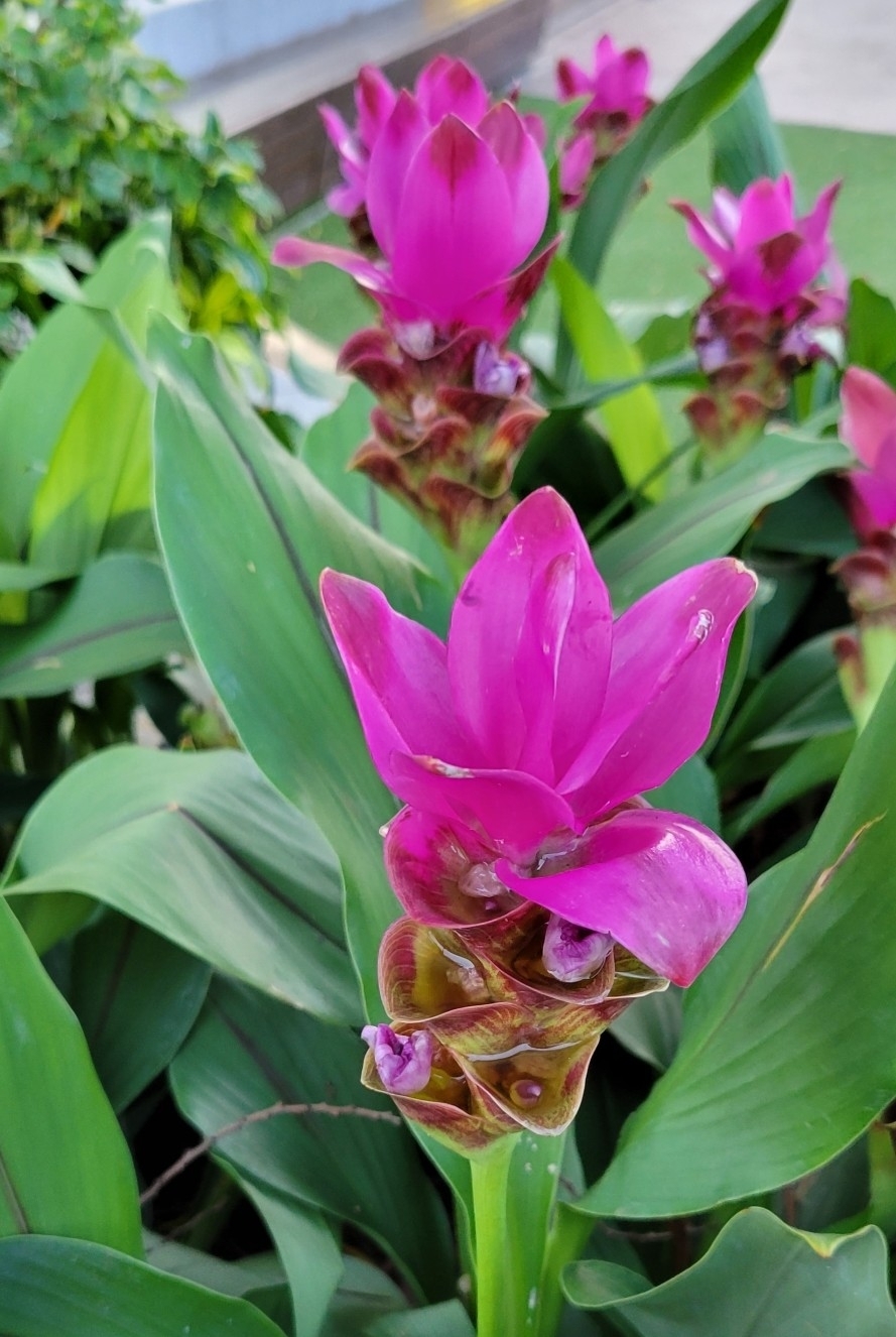 Imagem de Tulipa-do-siam