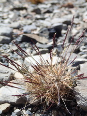 Agrostis muelleriana