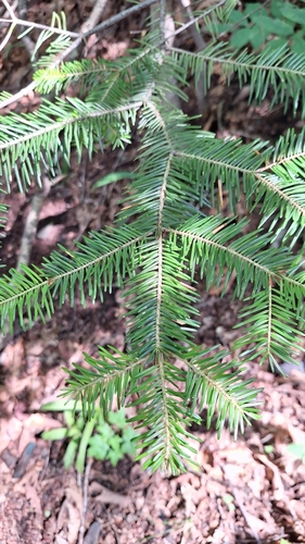 Image of Abies holophylla by (c) Violetta Dzizyurova, some rights reserved (CC BY)
