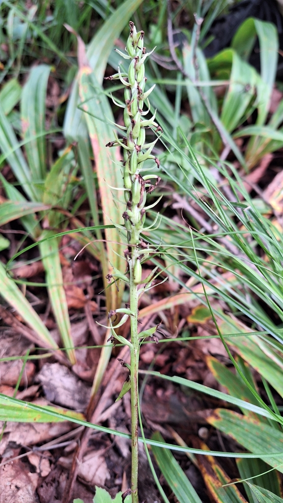 Platanthera fuscescens