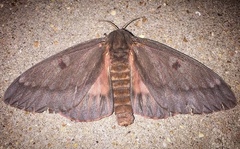 Citheronia sepulcralis