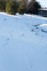 Vulpes vulpes fulvus